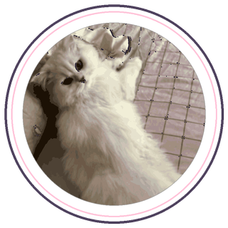 小奇 Q版猫猫